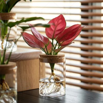 Vase jardin aquatique | Aquaverre™ - JardinPam