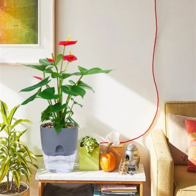 Pot de fleur transparent à arrosage automatique | Podor™ - JardinPam